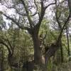 El Parc Natural de la Serra de Montsant organitza una caminada familiar per descobrir les rouredes de l’entorn d’Albarca