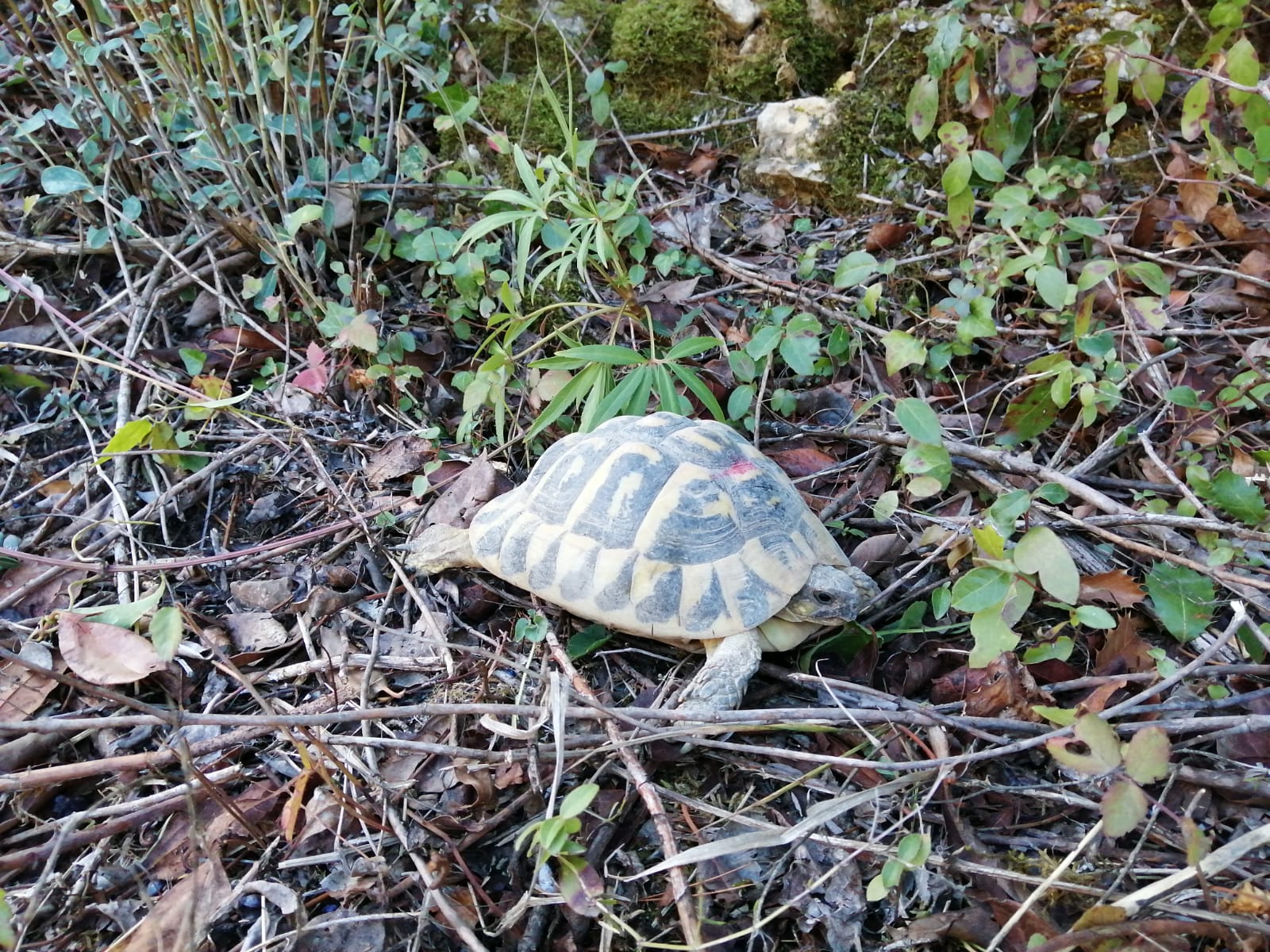 alliberament_tortugues2_1CGdplt.jpg