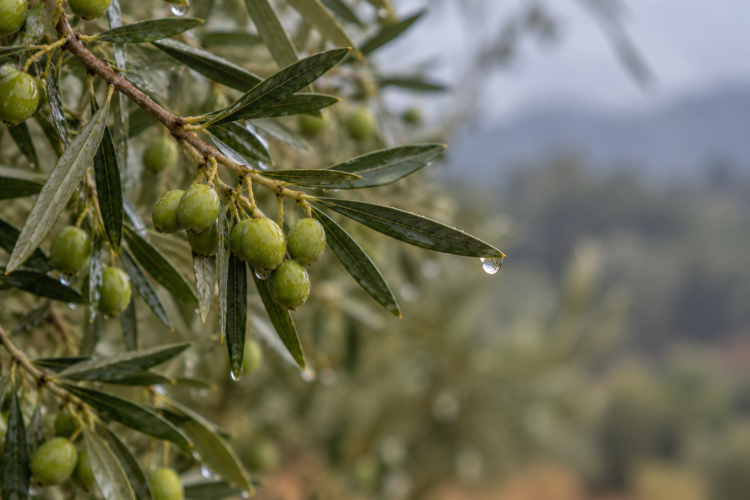 Branca_dolivera_amb_olives_banyades.png